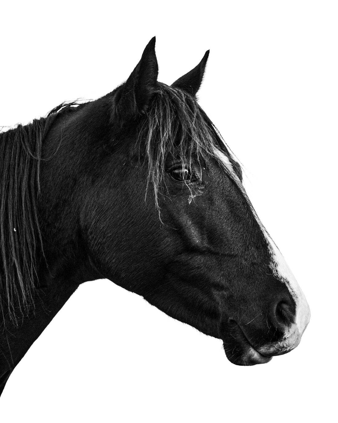 A perfect photo capturing a horse's eye in a black and white photo. Ethan Oberst Photography