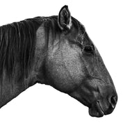 A gorgeous picture of a horse captured in black and white. Ethan Oberst Photography