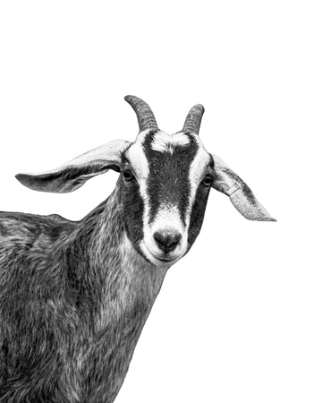 A curious goat in a black and white photograph. Ethan Oberst Photography