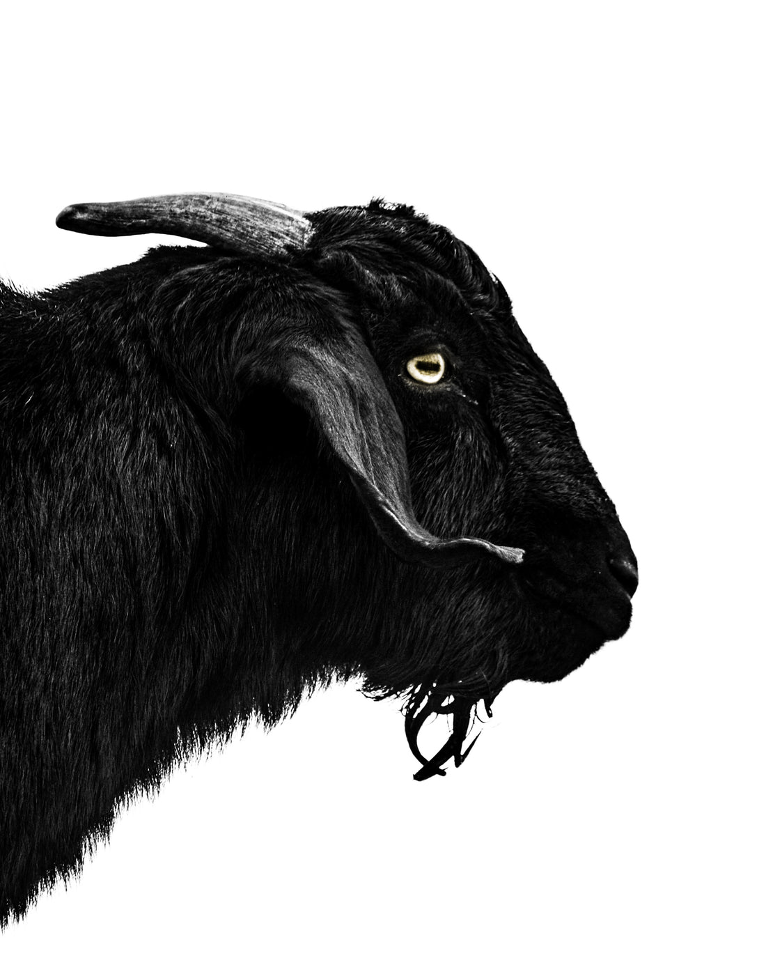 A black and white photo of a black bearded goat. Ethan Oberst Photography
