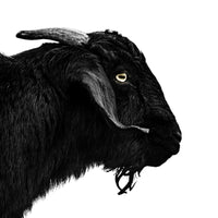 A black and white photo of a black bearded goat. Ethan Oberst Photography