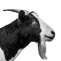 A black and white photo of a bearded horned goat. Ethan Oberst Photography