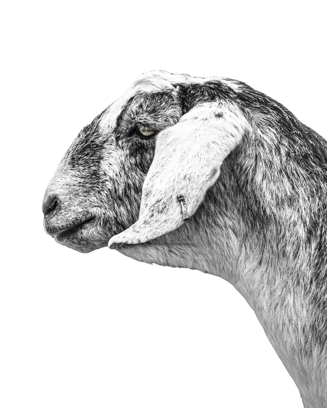 A black and white photograph of a grey goat. Ethan Oberst Photography