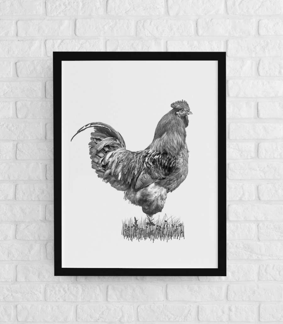 A great rooster shows off his rule, black and white photo. Ethan Oberst Photography
