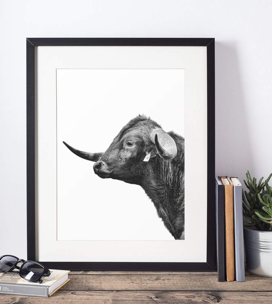 A black and white photo of a young but promising Texas Longhorn! Perfect silhouette image to match a western style theme of a house or office. Ethan Oberst Photography