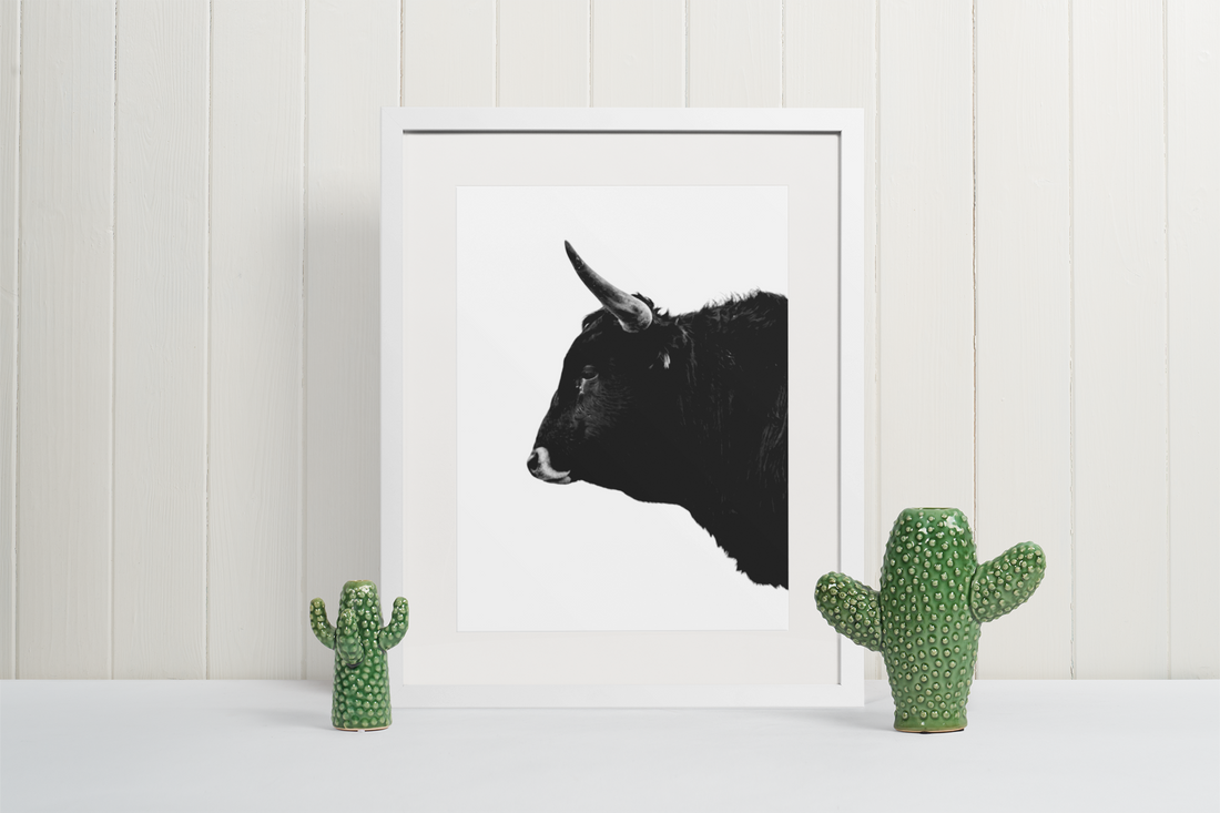 Horned corriente bull in a black and white photograph. Ethan Oberst Photography